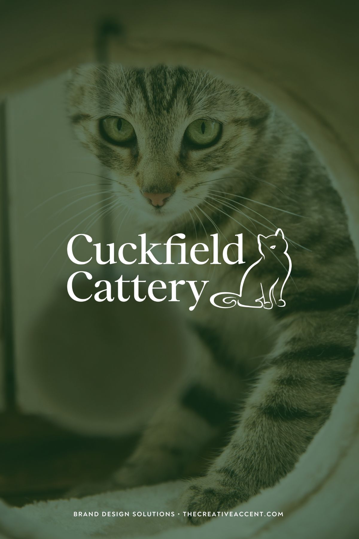 new logo design for Cuckfield Cattery